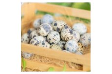 命のカプセル　うずらの生卵60個【1508077】