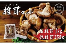 無農薬 無肥料 静岡県 伊豆産 原木栽培の生・乾しいたけセット しいたけ きのこ （生しいたけ 1kg・乾しいたけ 清助どんこ 250g）　【椎茸 キノコ 肉厚 シイタケ 乾燥 どんこ】　020-009