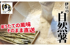 （先行予約・限定５０セット）西伊豆 育ち 自然薯 3～4本【静岡県 伊豆市  国産 貴重 とろろ 芋】020-010