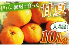 （先行予約・限定５０セット・4月～5月下旬発送）甘夏（10kg）【静岡県 伊豆市 果物  柑橘類 】010-007
