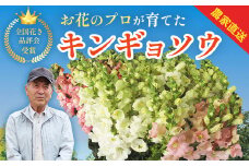 花 【先行予約・限定50セット・11月中旬～3月下旬配送】キンギョソウ（20本前後）| 花 花 花 花 花 花 | 010-005