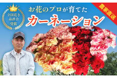 （先行予約・限定５０セット・12月中旬～５月上旬発送）カーネーション（25本前後）【静岡県 伊豆市 花 】　010-006