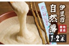 （先行予約・11月より順次発送）山芋 王者 天城の自然薯 1.5～2キロ（１～２本）【静岡県 伊豆市  国産 貴重 とろろ 芋 自然薯】B-056
