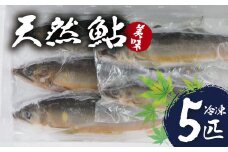 【先行予約！8月順次発送】清流 狩野川で育った 鮎５本詰合せセット（１匹 約70ｇ～100ｇ・冷凍）【伊豆 川魚 鮎 新鮮 冷凍】　010-001