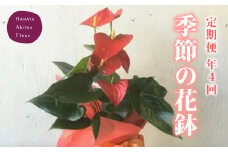 （定期便・年4回）あきつフルール 季節の花鉢 (3ヶ月に1回 計4回）【伊豆 花 ギフト 定期便 鉢植え】　052-001