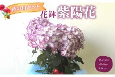 先行予約！あきつフルール 母の日に送る 紫陽花 花鉢　【伊豆 花 ギフト  鉢植え 母の日 あじさい】 020-008