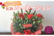先行予約！あきつフルール 母の日に送る カーネーション 花鉢　【伊豆 花 ギフト  鉢植え 母の日 カーネーション】 012-011