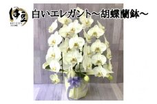 飾りやすいサイズ感 素敵な お花 白い エレガント 胡蝶蘭 1鉢　【静岡 伊豆フラワーギフト 花 贈り物】030-001