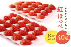 【2026年出荷の先行予約】2Lサイズ　 静岡いちご「紅ほっぺ」40粒　総重量約600ｇ　【20粒（約300ｇ）×2トレイ】 数量限定　人気　リピート多数