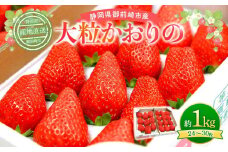 先行受付【2026年2月中旬以降発送予定】「かおりの」大粒　満足セット 約1kg　農家直送！　数量限定