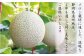静岡県産 高級 アローマメロン 白等級 1玉 約1.0kg以上 果物 フルーツ メロン めろん