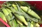 朝どれ とうもろこし 10本～12本 【2024年6月上旬～6月下旬発送予定】