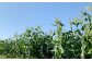 朝どれ とうもろこし 10本～12本 【2024年6月上旬～6月下旬発送予定】