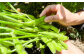 枝豆 湯あがり娘 約2kg ｜ 野菜 豆 えだまめ おつまみ おやつ 旬 旬の野菜 国産 小分け 個包装 静岡県 菊川市