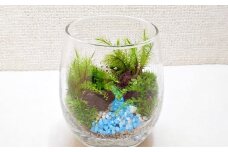 【手づくりキット】 グラスビン 苔テラリウム 【インテリア】 説明書 付き 植物 テラリウム 苔テラリウム 苔 こけ コケ 手作り ハンドメイド セット