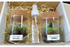 【苔テラリウム】 鉱石入り テラリウム 2つセット 【インテリア】 育て方のしおり 付き 植物 テラリウム 苔テラリウム 苔 こけ コケ セット