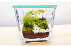 【手づくりキット】 ミニ庭園 苔テラリウム 【インテリア】 説明書 付き 植物 テラリウム 苔テラリウム 苔 こけ コケ 手作り ハンドメイド セット