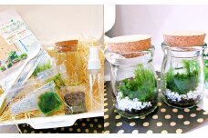 【B：動物フィギュア×1個（全9種よりランダム）】 おうちで作ろう♪ 苔テラリウム 手づくりキット 小瓶 選べるアイテム 【おうち時間】【インテリア】 育て方のしおり 付き 植物 テラリウム 苔テラリウム 苔 こけ コケ 手作り ハンドメイド セット