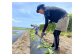 iIMOn! -生食感 生きてる 干し芋-（べにはるか 5枚入り×10袋）150g×10袋 計1500g