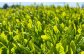 深蒸し菊川茶ペットボトル 350ml 24本入｜ お茶 茶 緑茶 深蒸し茶 菊川茶 ペットボトル 飲料 静岡県 菊川市