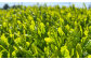 【3個口】深蒸し菊川茶ペットボトル 350ml 72本入｜ お茶 茶 緑茶 深蒸し茶 菊川茶 ペットボトル 飲料 静岡県 菊川市