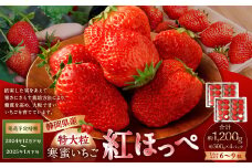 寒蜜いちご 紅ほっぺ 特大粒 4パック（約300g×4パック） 【2024年12月下旬-2025年1月下旬発送予定】【配送不可：北海道・沖縄・離島】 ｜いちご 苺 紅ほっぺ 果物 くだもの フルーツ 菊川市 