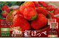 寒蜜いちご 紅ほっぺ 特大粒 4パック ｜いちご 苺 紅ほっぺ 果物 くだもの フルーツ