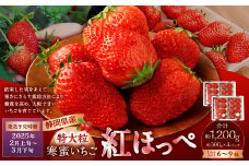 寒蜜いちご 紅ほっぺ 特大粒 4パック（約300g×4パック） 【2025年2月上旬-3月下旬発送予定】【配送不可：北海道・沖縄・離島】｜ いちご 苺 紅ほっぺ 果物 くだもの フルーツ 菊川市