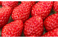 【3回定期便12～1月、2月、3月】寒蜜いちご 紅ほっぺ  4パック（約300g×4パック）×3回 【配送不可：北海道・沖縄・離島】｜ いちご 苺 紅ほっぺ 果物 くだもの フルーツ 菊川市 定期便