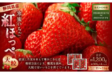 寒蜜いちご 紅ほっぺ 大粒 4パック（約300g×4パック） 【2024年12月下旬-2025年1月下旬発送予定】【配送不可：北海道・沖縄・離島】 ｜いちご 苺 紅ほっぺ 果物 くだもの フルーツ 菊川市
