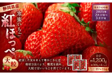 寒蜜いちご 紅ほっぺ 大粒 4パック（約300g×4パック）【2025年2月上旬-4月上旬発送予定】【配送不可：北海道・沖縄・離島】 ｜ いちご 苺 紅ほっぺ 果物 くだもの フルーツ 菊川市