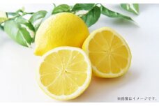 国産レモン 2kg【2024年12月上旬-2025年1月下旬発送予定】 ｜ フルーツ 果物 レモン 柑橘 れもん 檸檬 国産 静岡県 菊川市