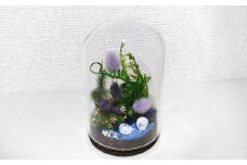 【さとリウム®】プリザーブド加工のテラリウム 夏 1セット｜ テラリウム ガラスドーム 苔 こけ コケ 植物 鑑賞用 インテリア 水やり不要