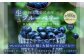 生ブルーベリー 計約400g（約100g×4パック）｜ ブルーベリー 果物 フルーツ 静岡県 菊川市