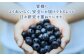 生ブルーベリー 計約400g（約100g×4パック）｜ ブルーベリー 果物 フルーツ 静岡県 菊川市