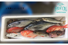 019-3　駿河湾のビックリ箱（プレミアム）新鮮 魚