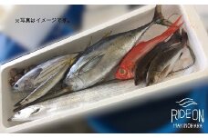 019-2　駿河湾のビックリ箱（デラックス）新鮮 魚