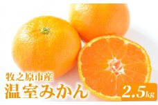 みかん 約 2.5kg 温室 みかん 柑橘 ミカン おいしい 蜜柑 甘い ジューシー ビタミン 大石農園 静岡県 牧之原市
