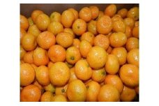 078-3　Oishi～♪農園　極早生みかん