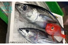 019-1　駿河湾のビックリ箱（スタンダード）魚 新鮮