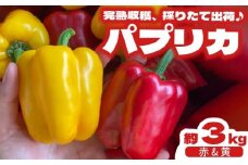 パプリカ 3kg 和 パプリカ 国産 牧之原産 和ぷりか 赤 ＆ 黄色 セット サラダ 野菜 新鮮 やさい 産地直送 丸新柴本製茶 静岡県 牧之原市