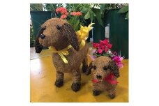 009-1　季節の鉢花　親子の犬ポットでお届け/鉢植え