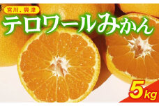 みかん 早生みかん 約 5kg 宮川 興津早生 ミカン 柑橘 蜜柑 ビタミン おいしい 果樹園 直送 甘い 有機肥料 テロワール 早生 温州 みかん いたくら農園 静岡県 牧之原市