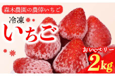 冷凍 いちご 苺 2kg以上 完熟 おいCベリー ヘタ取り いちご 静岡 限定 苺 冷凍いちご 果物 スイーツ いちご 牧之原市 デザート フルーツ スイーツ アイス ジャム シャーベット ベリー 氷菓 冷凍 甘い オススメ ギフト 人気 牧之原市 森木農園