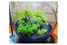 苔 テラリウム ジャングル コケ こけ 静岡県 牧之原市 インテリア 観葉 植物 コケノミウラ 