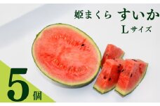 すいか Lサイズ 5個スイカ 西瓜 令和7年度産 姫まくら 果物 フルーツ 数量限定 夏 新鮮 贈答用 お中元 プレゼント 産地 直送 牧之原市 静岡県 福代農園