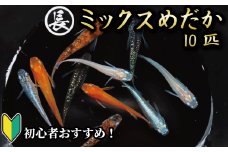 129-2 魚介 魚類 魚 ミックスめだか 10匹 めだか 飼育 初心者 おすすめ 水槽 インテリア 生物 鑑賞 美 静岡県 牧之原市 丸長