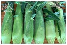133-4 【予約受付令和8年6月から発送開始】 野菜 とうもろこし 1.6kg 枝豆 （陽恵） 500g トマト （マキノハニー） 1.1kg セット スイーツ 予約受付 予約 甘い あまい レジャー キャンプ コーン 美味しい おいしい 野菜 バーベキュー BBQ 産地直送 新鮮 生鮮 食品 おやつ 送料無料 期間限定 数量限定 限定 もろこし スイートコーン 静岡県 牧之原市