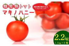 トマト 中玉 2.2kg 以上 マキノハニー 枝完熟 トマト トマトップ 高 リコピン うまみ 甘い 新鮮 野菜 産地直送 やさい ビタミン 静岡県 牧之原市