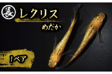 129-3 魚介 魚類 魚 レクリス 1ペア めだか 飼育 おすすめ 水槽 インテリア 生物 鑑賞 美 静岡県 牧之原市 丸長